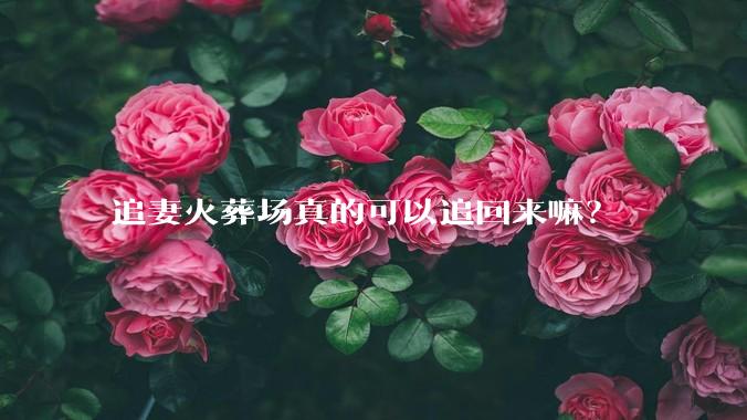 追妻火葬场真的可以追回来嘛？
